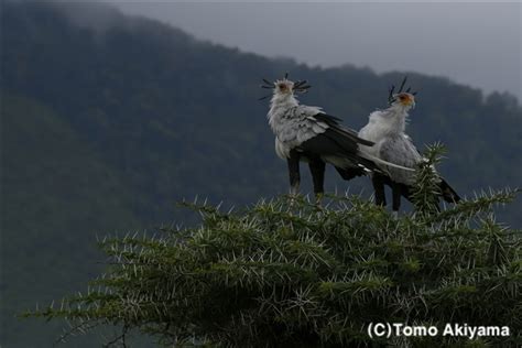 192 ヘビクイワシ Secretary Bird 「wildlife Photo Journal」動物スペシャリスト・秋山知伸