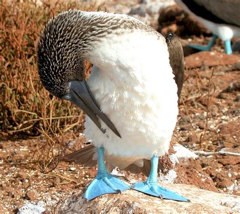 Paracas National Reserve - Travel and tours in Ica Peru