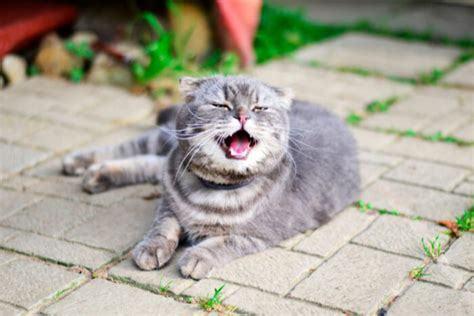 Why is My Cat Sneezing: Causes & Treatment - Cats.com