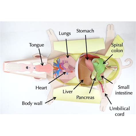 Fetal Pig Dissection Paper Model – Origami Organelles