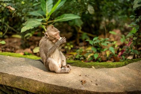 Os Macacos Em Ubud Monkey A Floresta Ilha De Bali Imagem De Stock