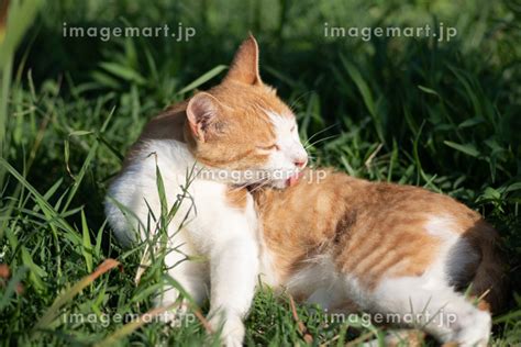 くつろぐ猫 茶トラ白の写真素材 196214574 イメージマート