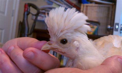 Polish Sexing Backyard Chickens Learn How To Raise Chickens