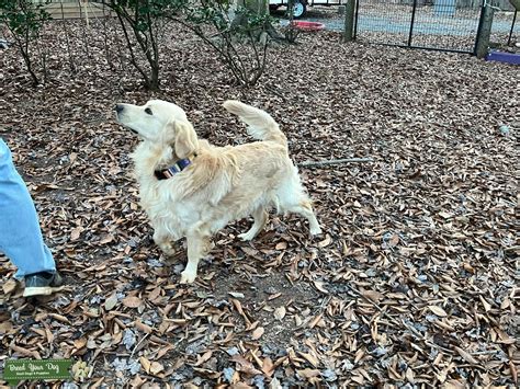 English Cream Golden Retriever Stud Dog In Virginia The United