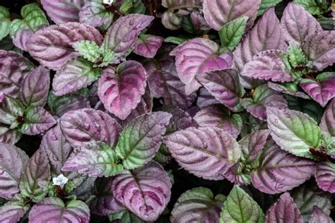 Purple Waffle Plant Care and Essential Growing Tips - Petal Republic