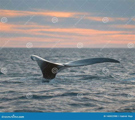 Whale tail fluke, stock photo. Image of coastal, fluke - 160022988