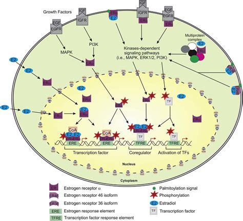 Nuclear and extranuclear signaling pathways of ERα in BC cells Nuclear