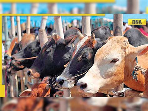 Cattle Smuggling Scam Cbi Raids Rice Mill Owned By Anubrata Mondals