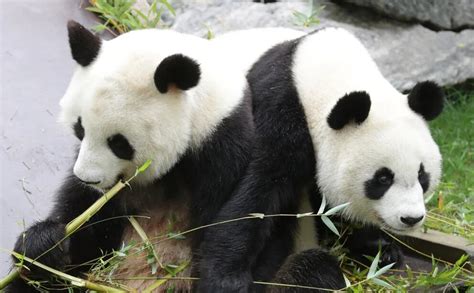 Jin Xi Y Zhu Yu Los Dos Pandas Que China Enviará A España Infobae