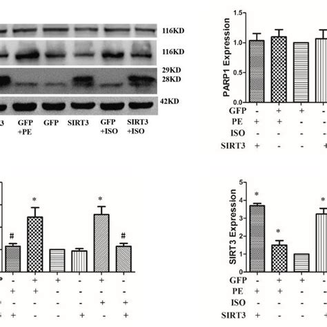 Sirt Overexpression Inhibits Iso Or Pe Induced Upregulation Of Parp