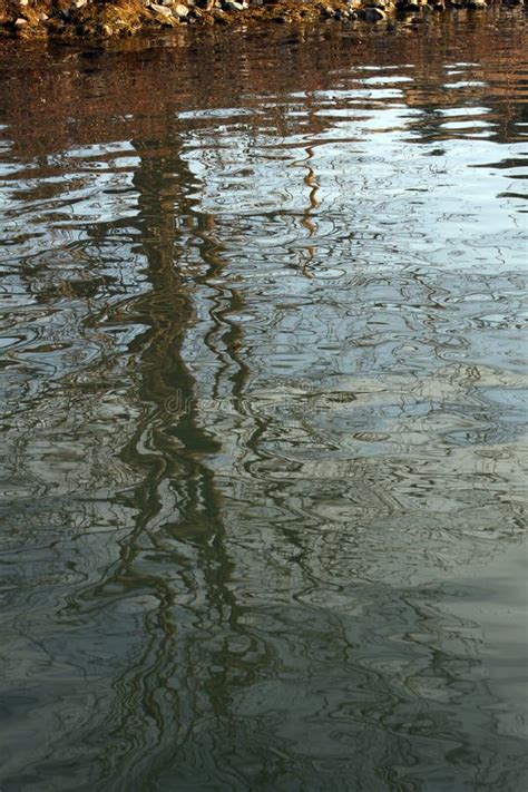 Rvore Refletida Na Gua Do Lago Foto De Stock Imagem De Sim Trico