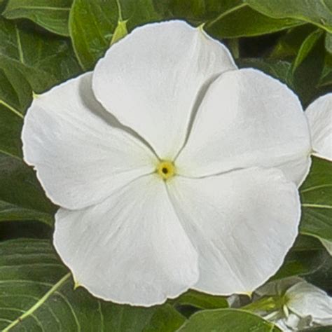 Catharanthus Roseus Cora Xdr White Vinca Siteone