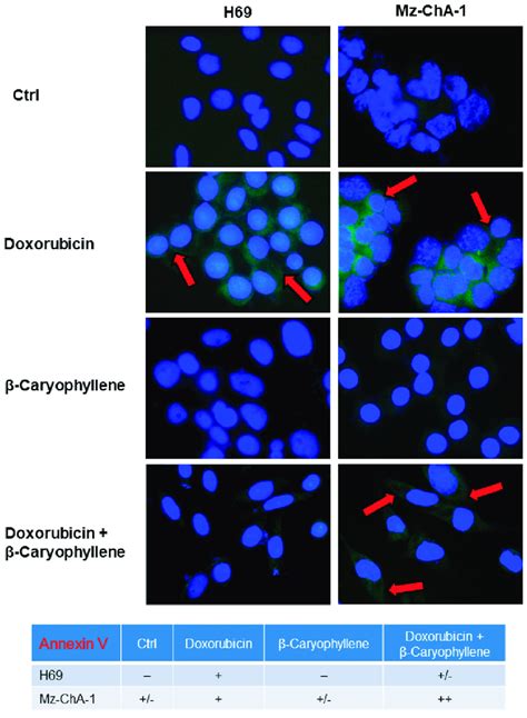 Representative Immunofluorescence IF Images And Semiquantitative