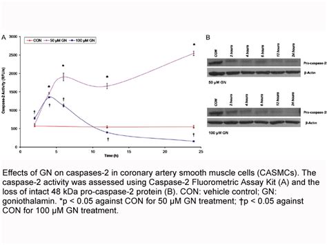 Apexbio Caspase 2 Fluorometric Assay Kit Detects Vdvad Dependent