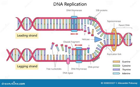 Dna Replication Process Vector Illustration Cartoondealer