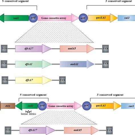 Schematic Representation Of The Various Class Integron Gene Cassettes