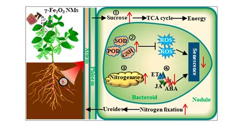 Foliar Application With Iron Oxide Nanomaterials Stimulate Nitrogen