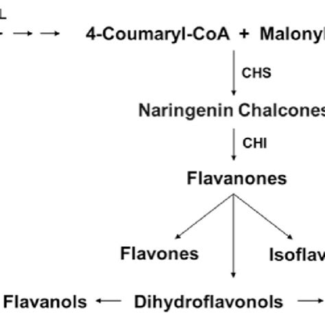 Schematic Overview Of The Flavonoid Biosynthesis Pathway Pal Download Scientific Diagram