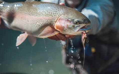 Steelhead Trout Fishing