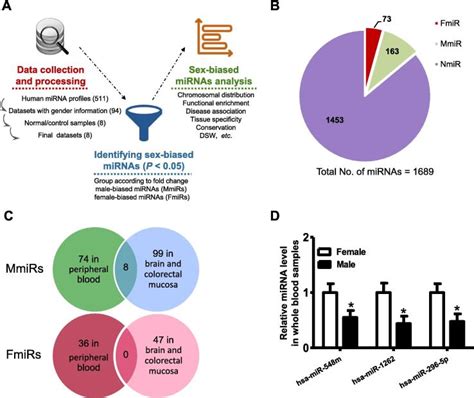 Identification And Analysis Of Human Sex Biased Micrornas Abstract