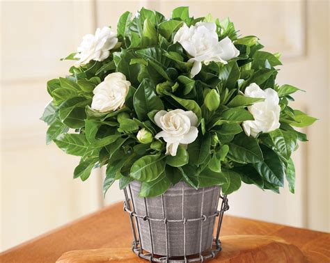 Indoor Gardenia Tree