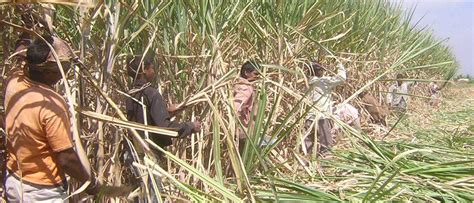 98 Lakh 45 Thousand Tonnes Of Sugarcane Sludge In Marathwada