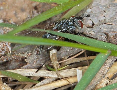 Diptera Info Discussion Forum Tachinidae