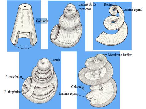 Anatomia Del Oido Anatomía Del Oído