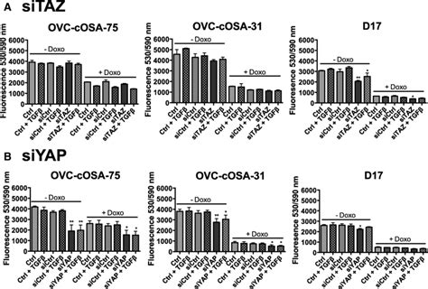 Effect Of Taz Or Yap Knockdown Plus And Minus Tgf On Cell Viability Of