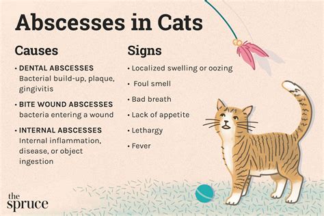 Unhealthy Cat Teeth
