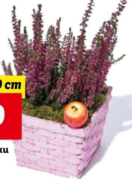 Wrzos Promocja Lidl Ding Pl