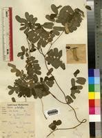 abrus pulchellus  global plants  jstor