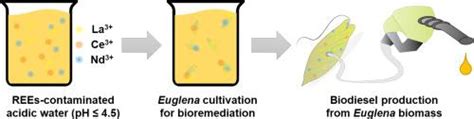 Use Of Rare Earth Element REE Contaminated Acidic Water As Euglena