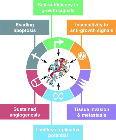 The Hallmarks Of Cancer Cell