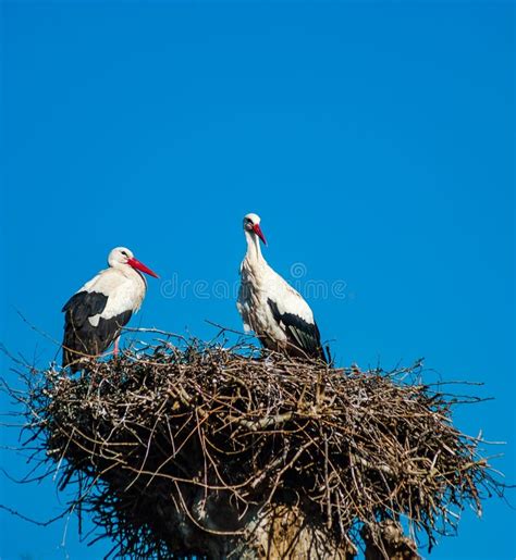 Beautiful White Storks In The Nest On Blue Sky Backgroung Springtime