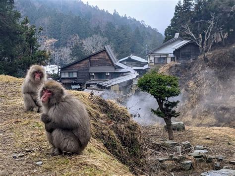 Photoblog: Jigokudani Monkey Park in April 2022 - SNOW MONKEY RESORTS