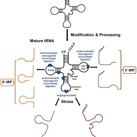 Roles Of TRFs In Different Types Of Cancer TRFs Are Associated With