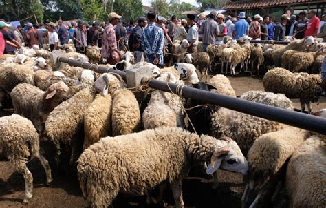 Pedagang Hewan Kurban Keluhkan Sepinya Pembeli