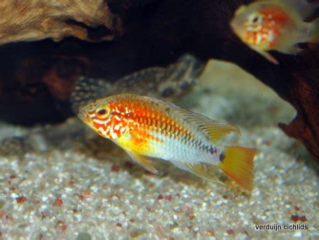 Apistogramma Viejita Ii Verduijn Cichlids