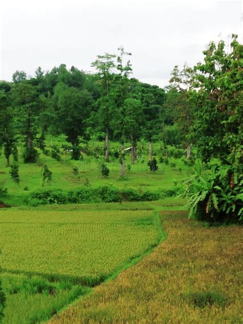 pepohonan  rindang  segar alami berada  lapangan stock photo