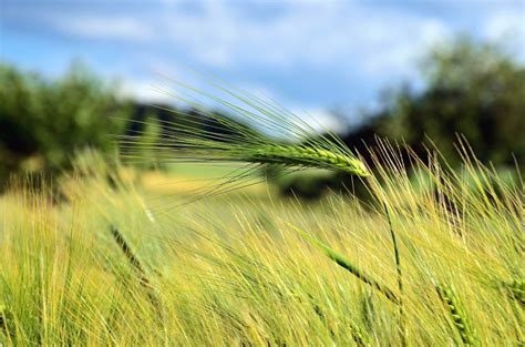 Free Picture Farm Field Grain Agriculture Crops