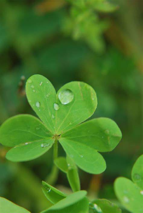 Raindrop On Clover Photograph By Michelle Barlondsmith Pixels