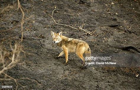 632 Coyote Fire Stock Photos High Res Pictures And Images Getty Images