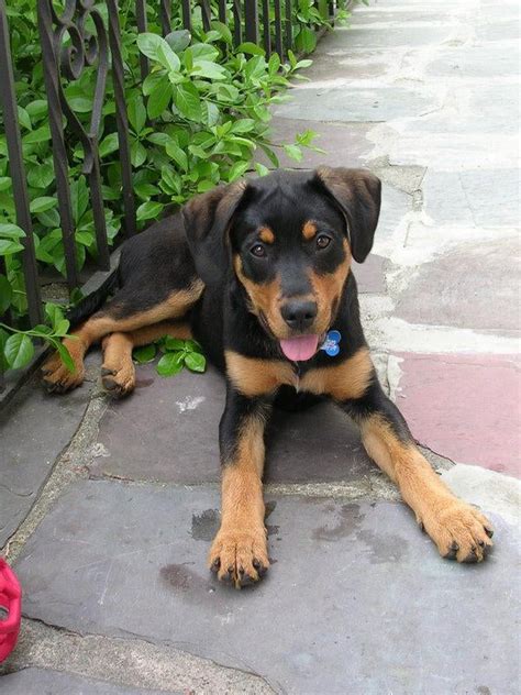 Labrador Retriever Mix Rottweiler | [#] Lunawsome