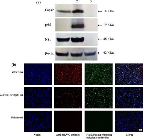 Mosquito Cells Support The Replication Of ZIKV THOV PrM E A Western