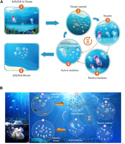 Jellyfish’s behavior in the ocean. (A) the original figure source and ...