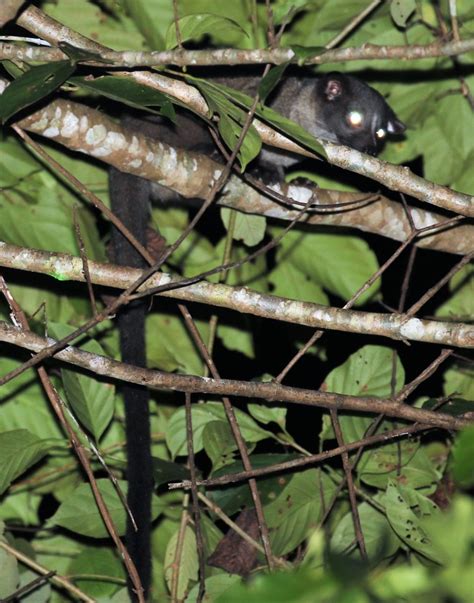 Bornean Striped Palm Civet Calling At Meriuk Farm Stay Brunei