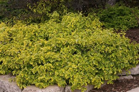 Euonymus Fortunei Gold Splash Roemertwo Blue Sky Nursery