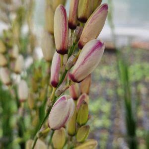 Buy Ixia Plants Online Online Shop Proctors Nursery