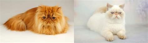 Persian Vs Exotic Shorthair Breed Comparison MyCatBreeds